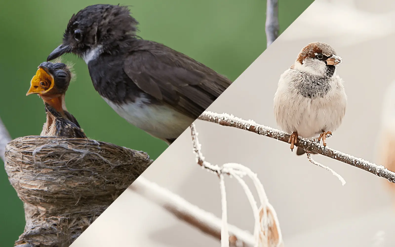Lyra Pet®|explique l'alimentation toute l'année | Été | hiver | oiseaux sauvages
