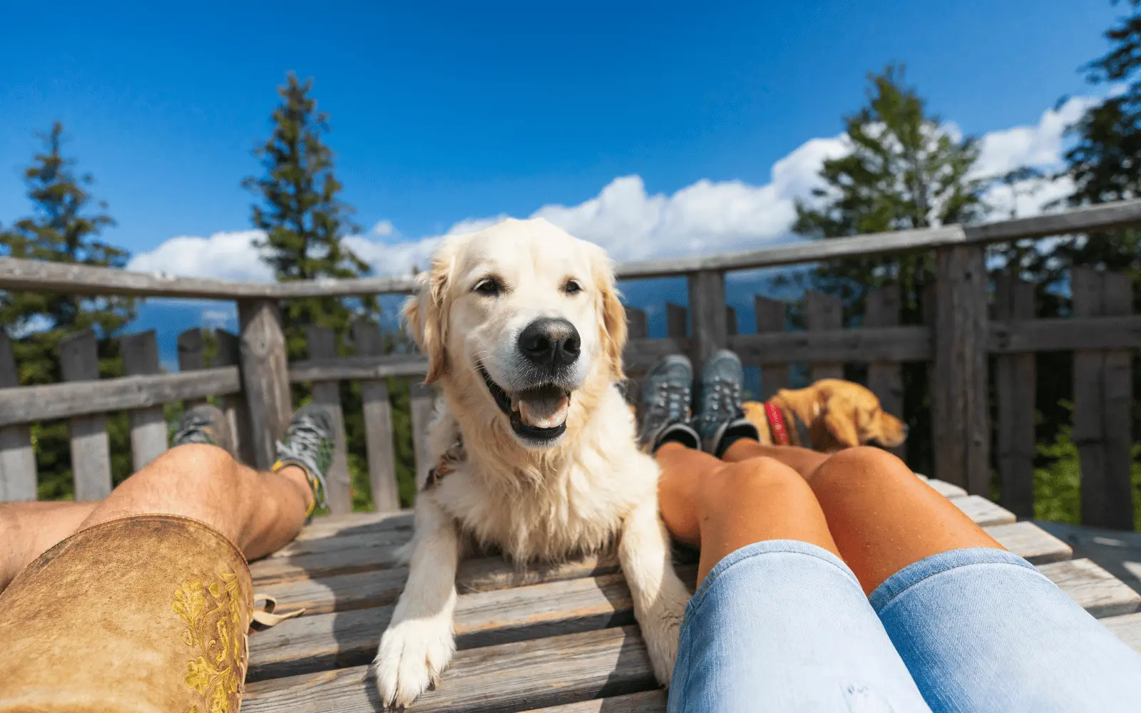 Lyra Pet® | wie gestalte ich den perfekten Urlaub mit Hund | Pfingsten