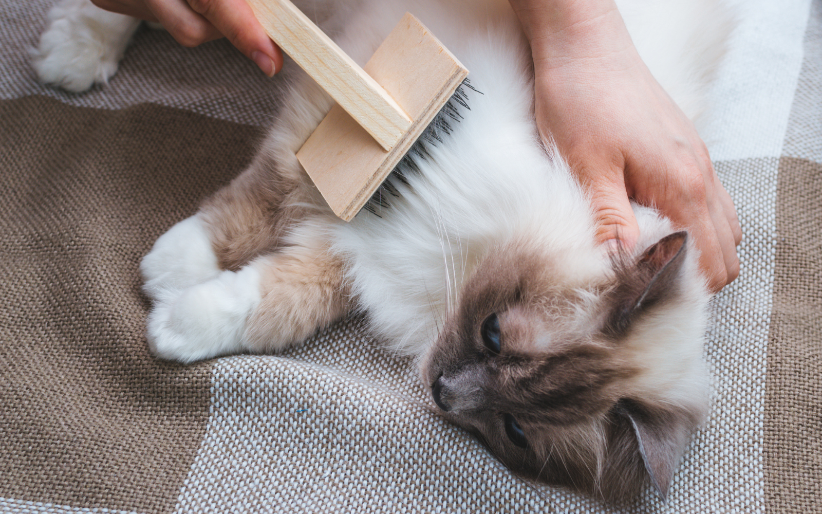  Lyra Pet® |Guide pour les personnes allergiques|Quelle race de chat ne mue pas ?
