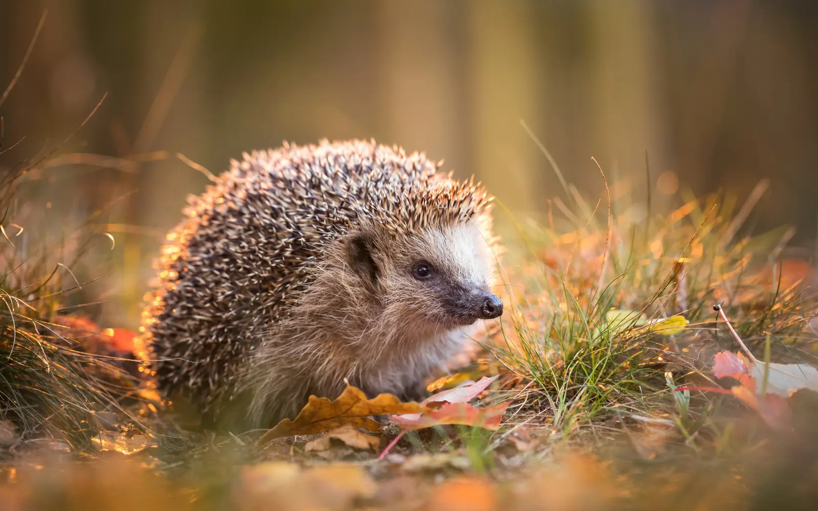  Lyra Pet® | L'automne est là ! Le règne animal dans une explosion de couleurs