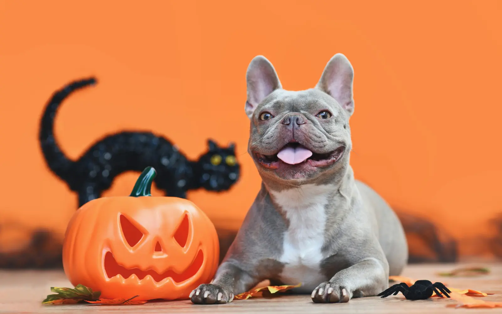 Halloween mit Haustieren: Tipps für ein sicheres und spaßiges Fest