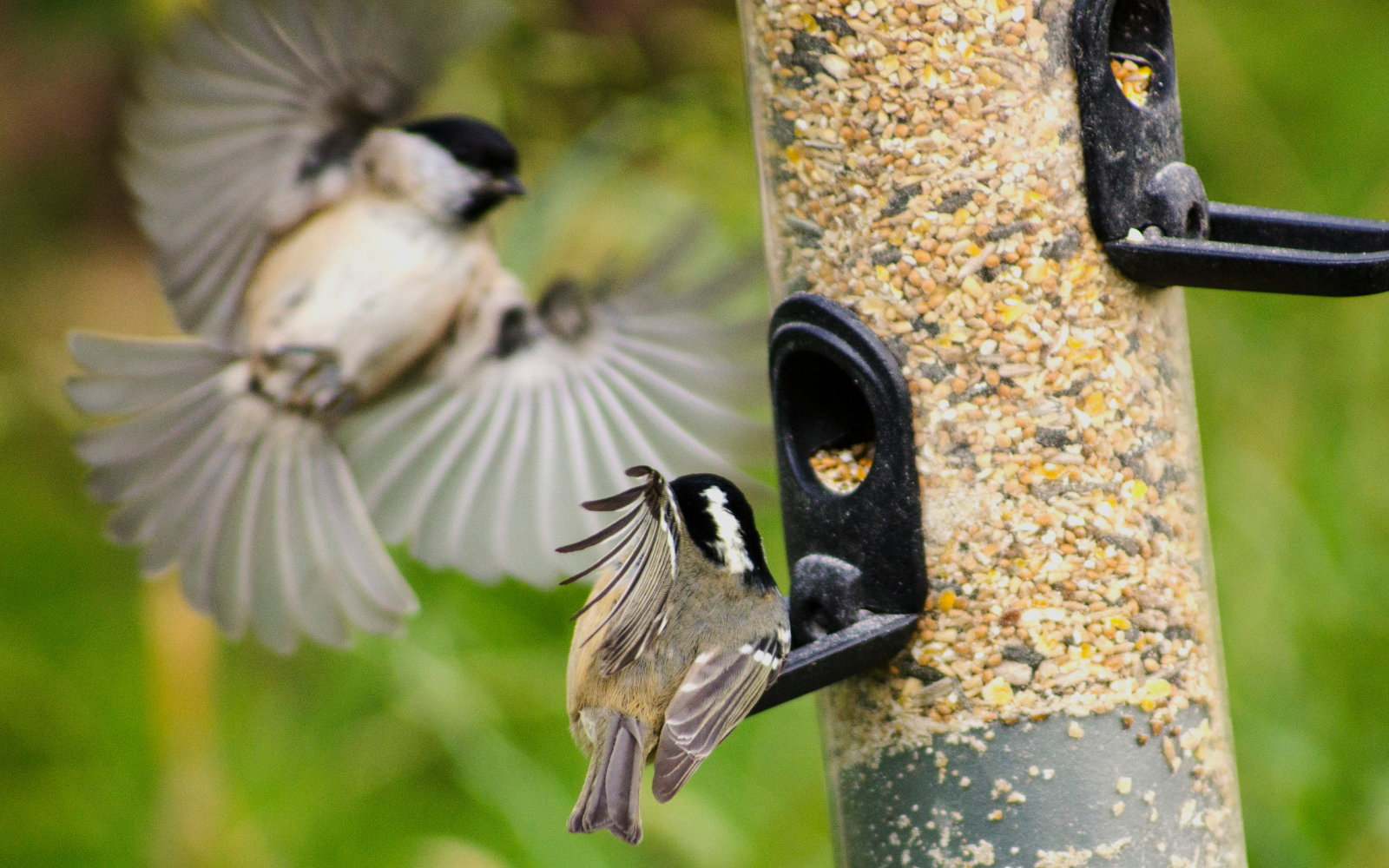  Lyra Pet : Diversité naturelle dans le règne des oiseaux - Comment une nourriture de haute qualité pour oiseaux contribue à la préservation de la biodiversité