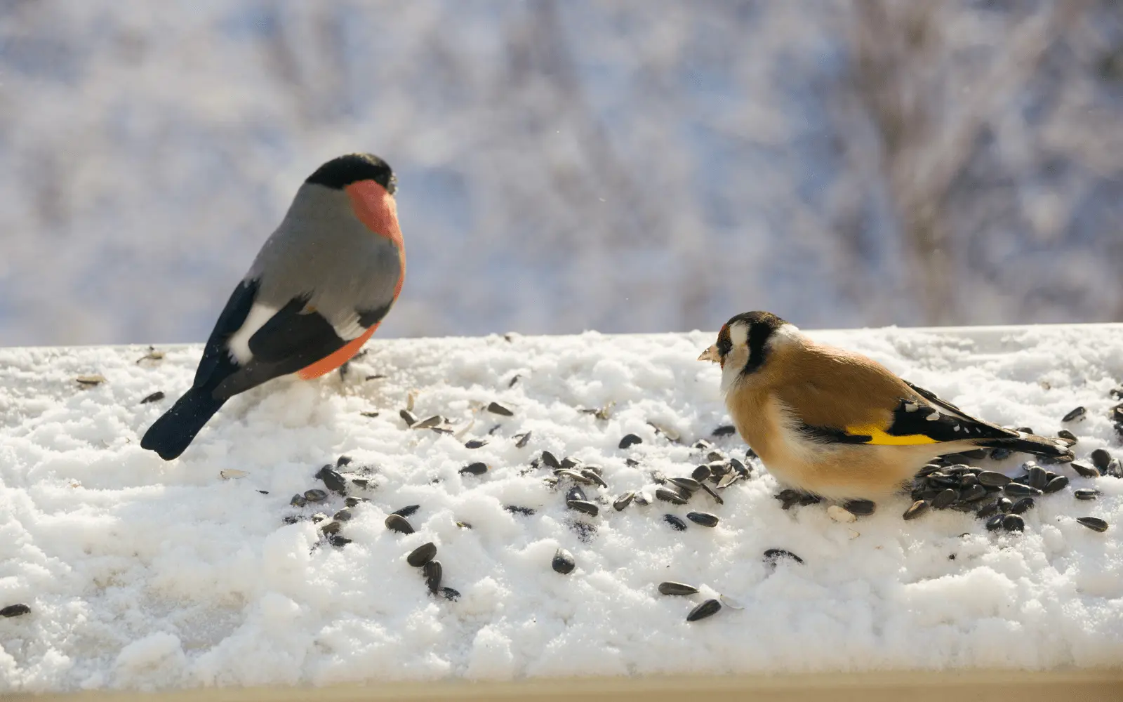  Lyra Pet® | explique l'alimentation des oiseaux en hiver