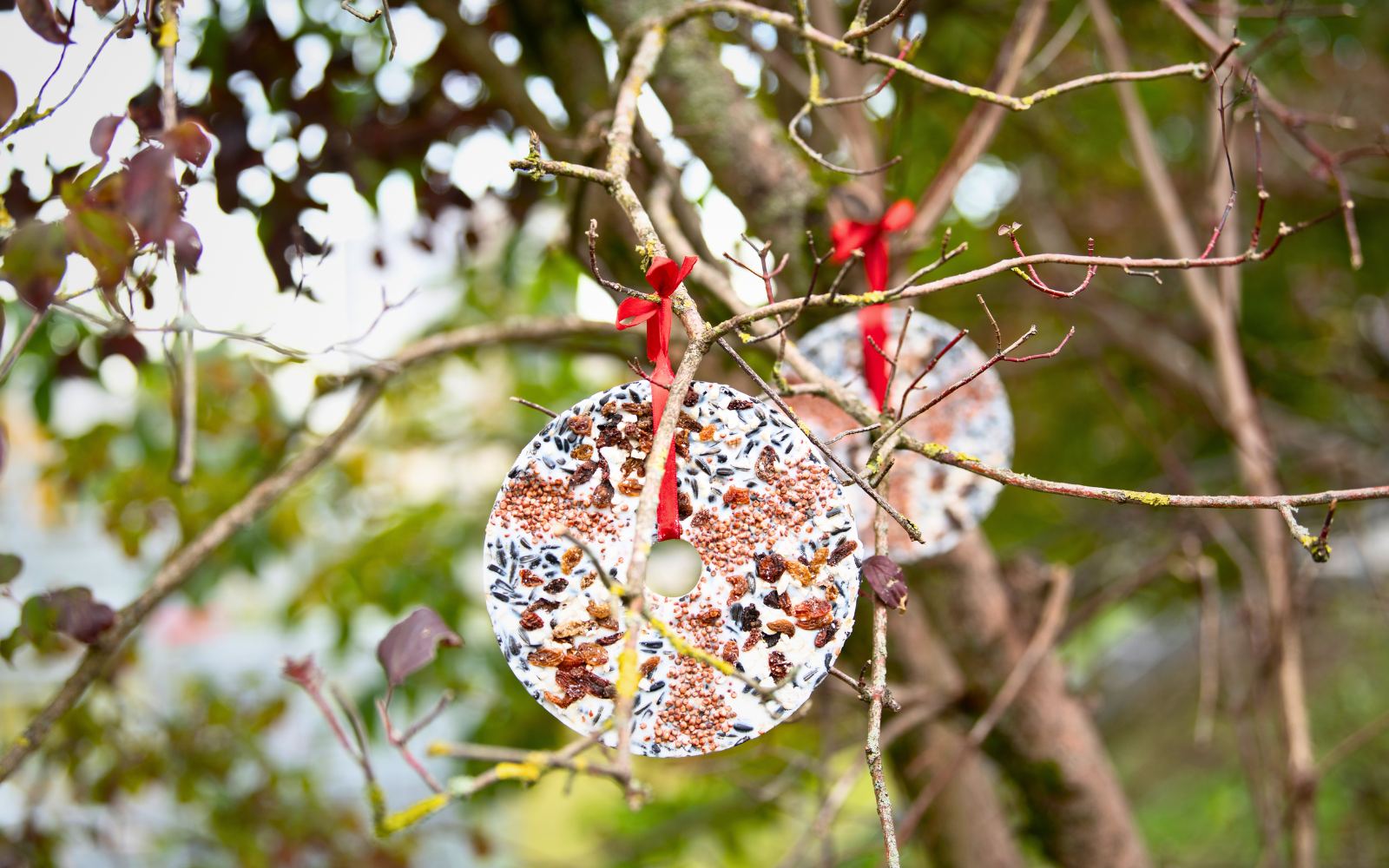  Lyra Pet® | Comment aménager mon jardin pour que les oiseaux s'y sentent à l'aise ?