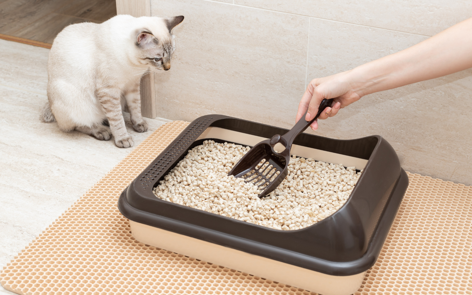 Lyra Power® Tofu Klump-Katzenstreu: Die nachhaltige Wahl für Ihre Katze