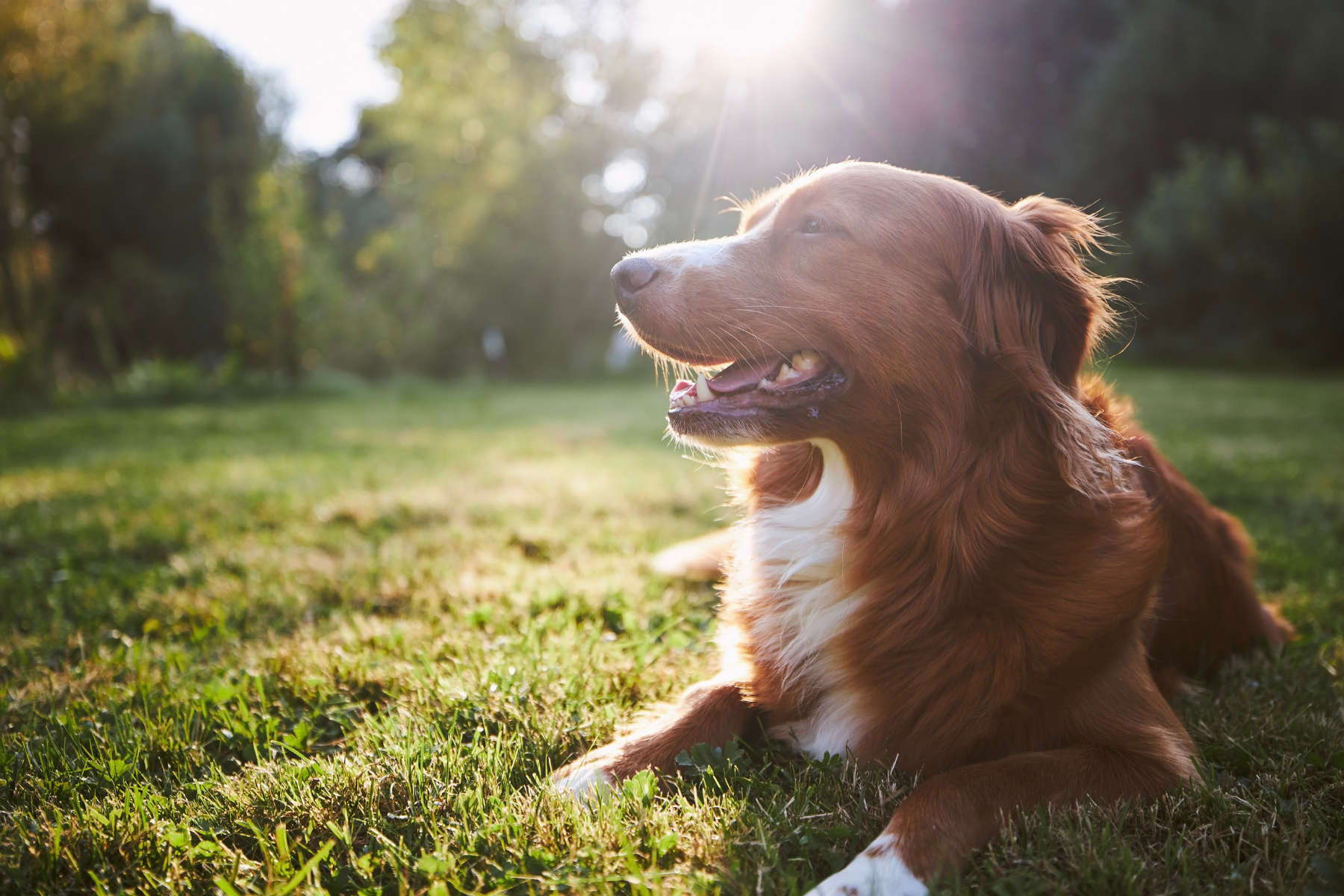 Hitzeschlag bei Hund: Symptome erkennen & behandeln
