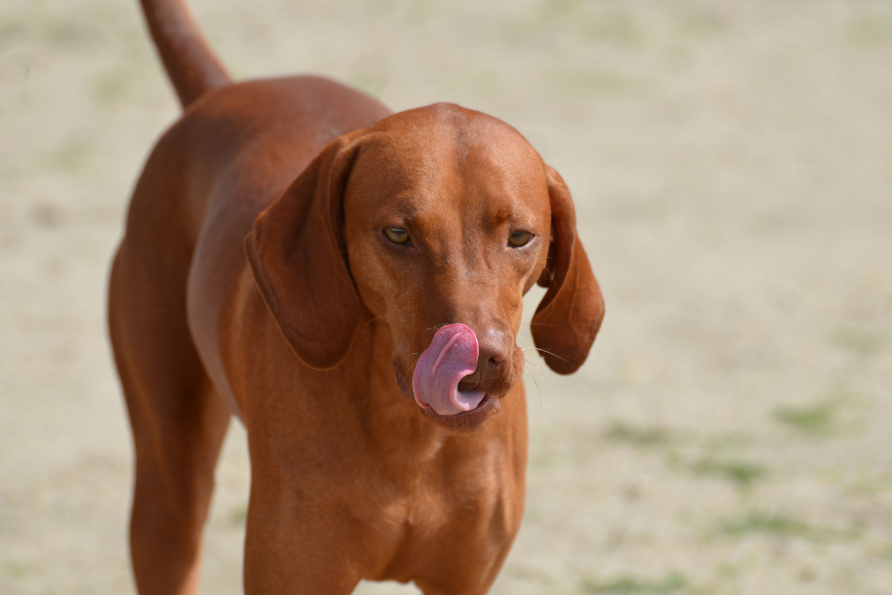 Schleckmatte für Hunde im Sommer: 3 Rezepte für den Hund