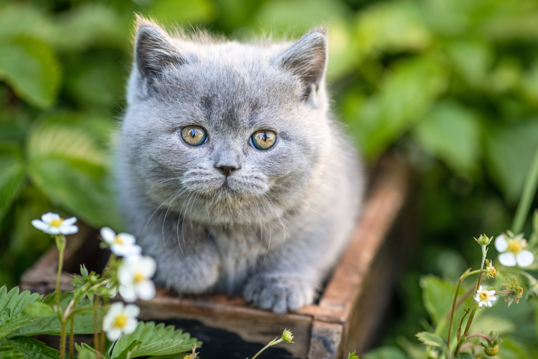 Kennen Sie diese 5 beliebten Katzenrassen in Deutschland?