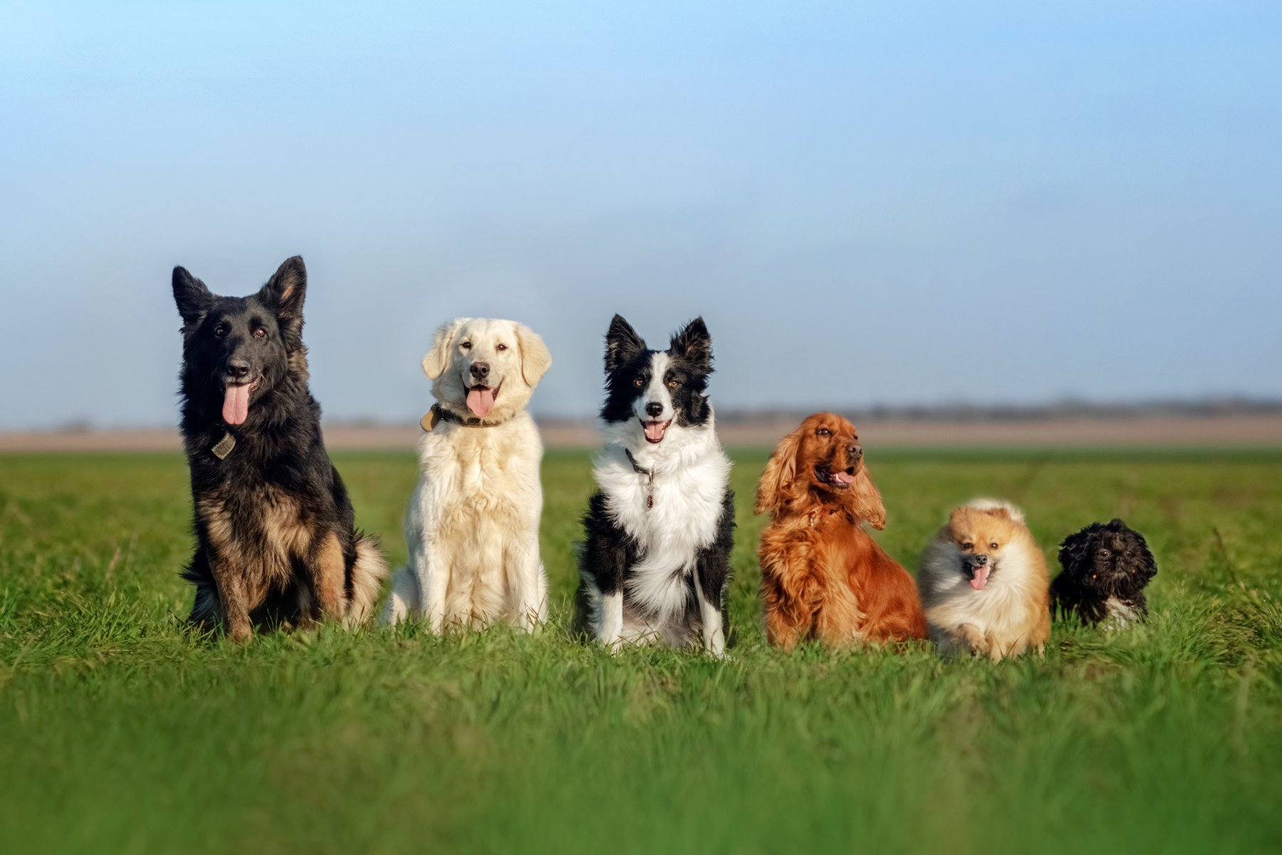 Der Hunde-Ratgeber: Welcher Hund passt zu Ihnen?