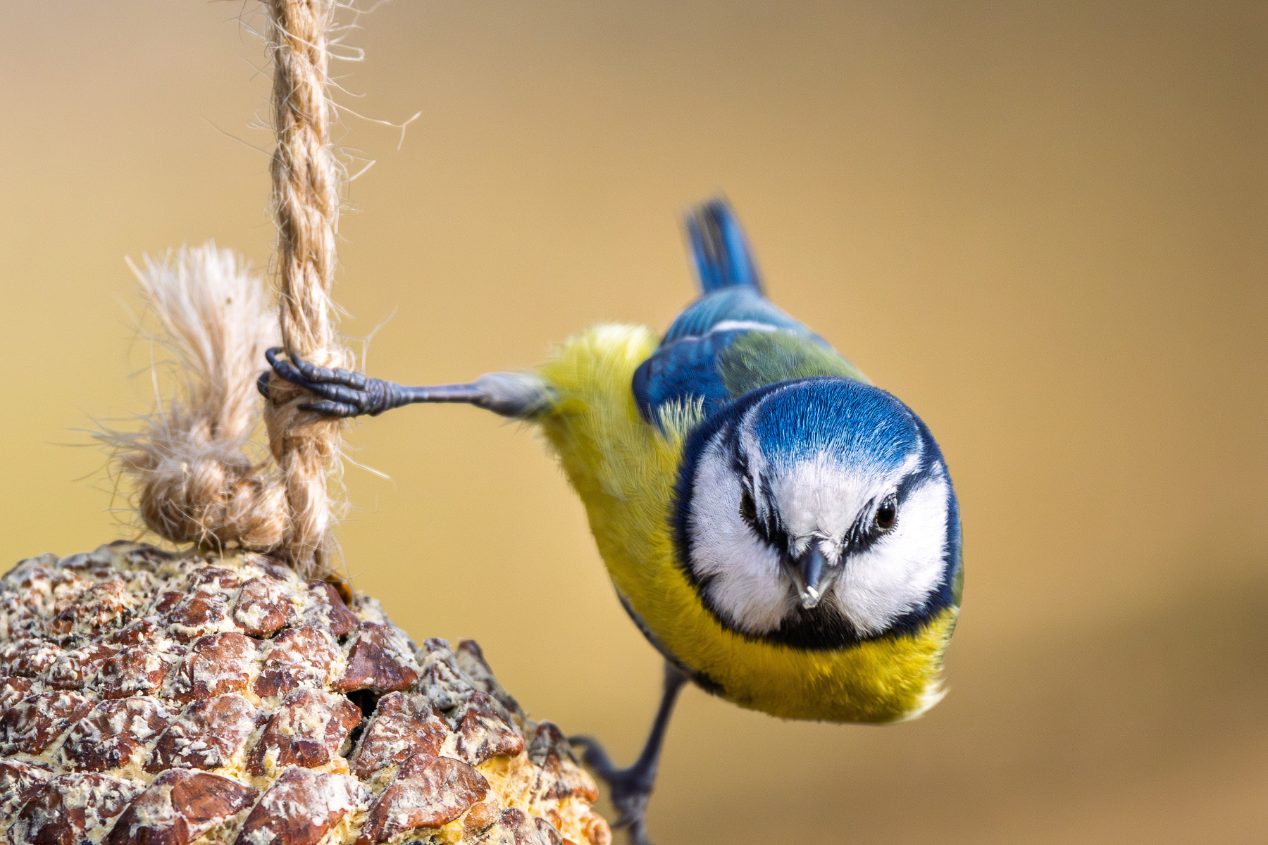 Vogelfutter selber machen: Vogelfutter Rezepte & Tipps