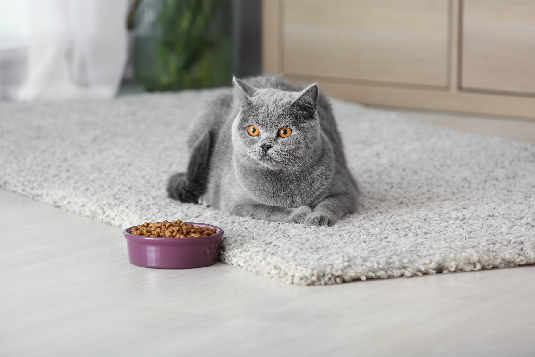 Katze eingewöhnen leicht gemacht: Entspannt ins neue Leben