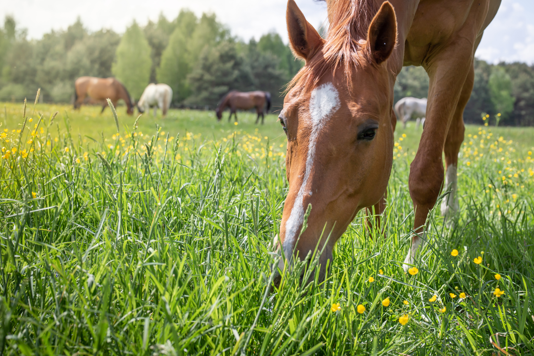Pferde anweiden: So gelingt der Start in die Weidesaison