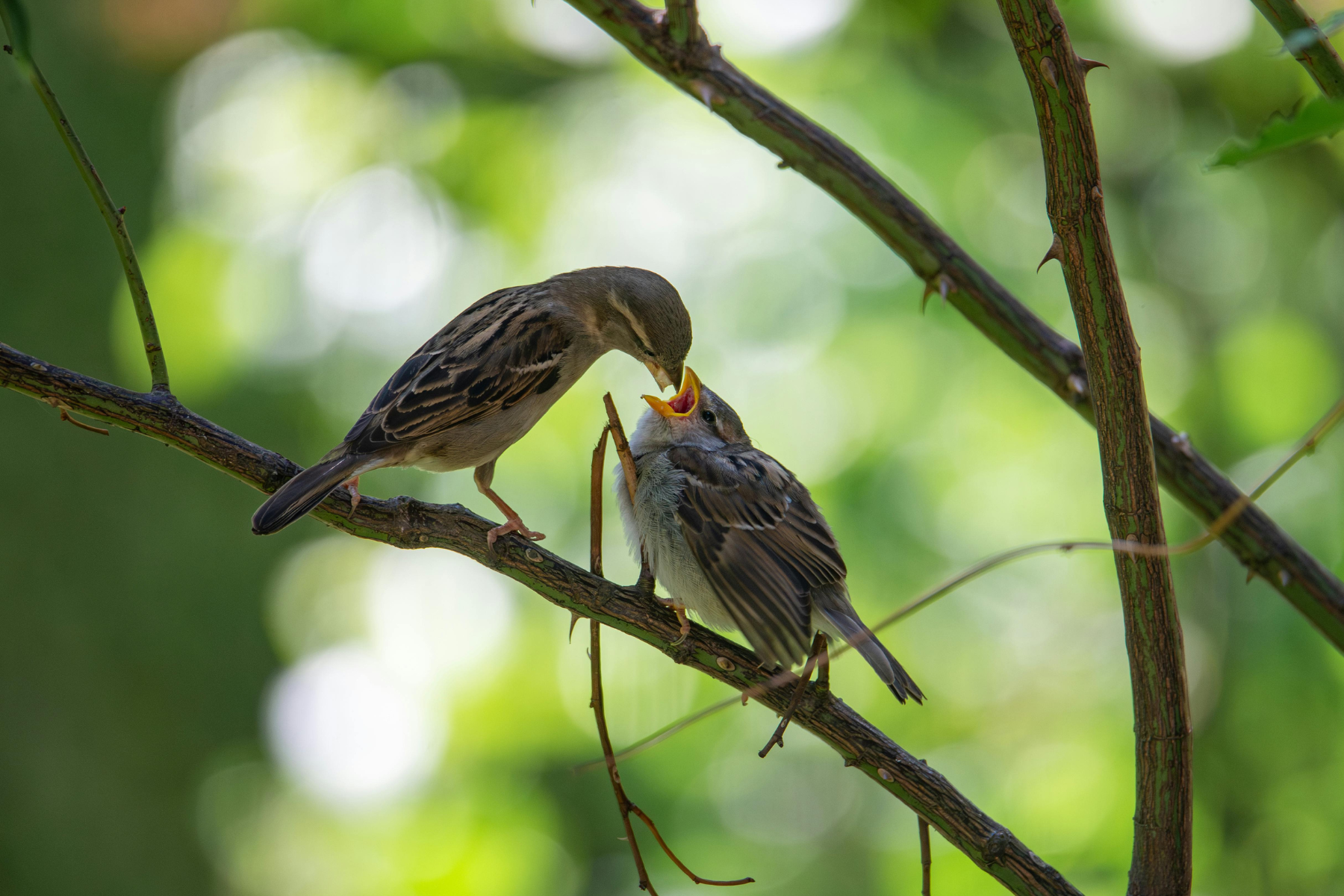 Vögel füttern in der Brutzeit: Proteine & Energie für die Aufzucht