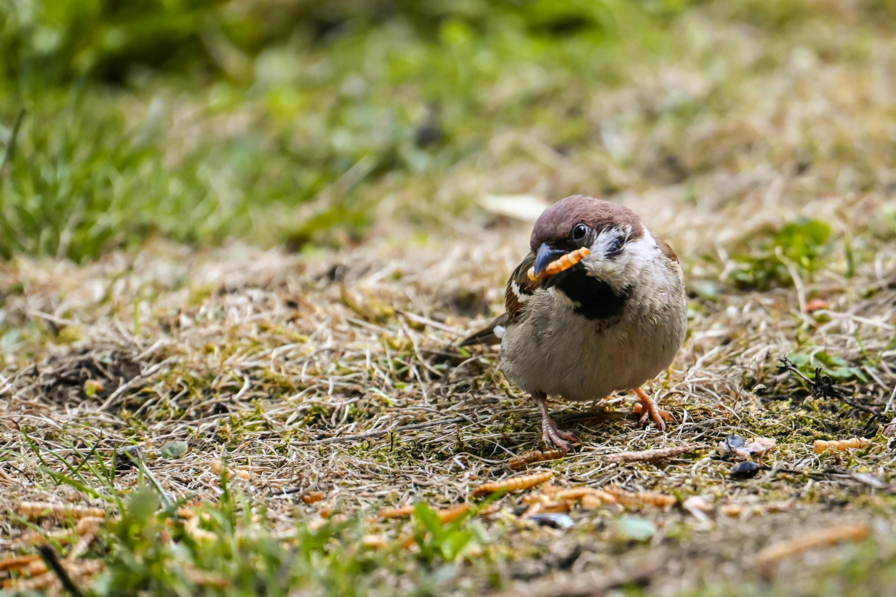 Wann Vögel füttern? Winter vs. ganzjährige Fütterung