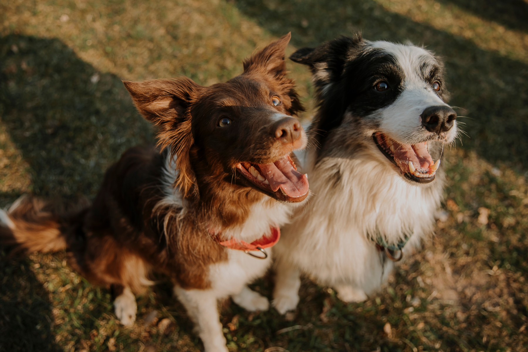 Wie viel Futter braucht mein Hund pro Tag?