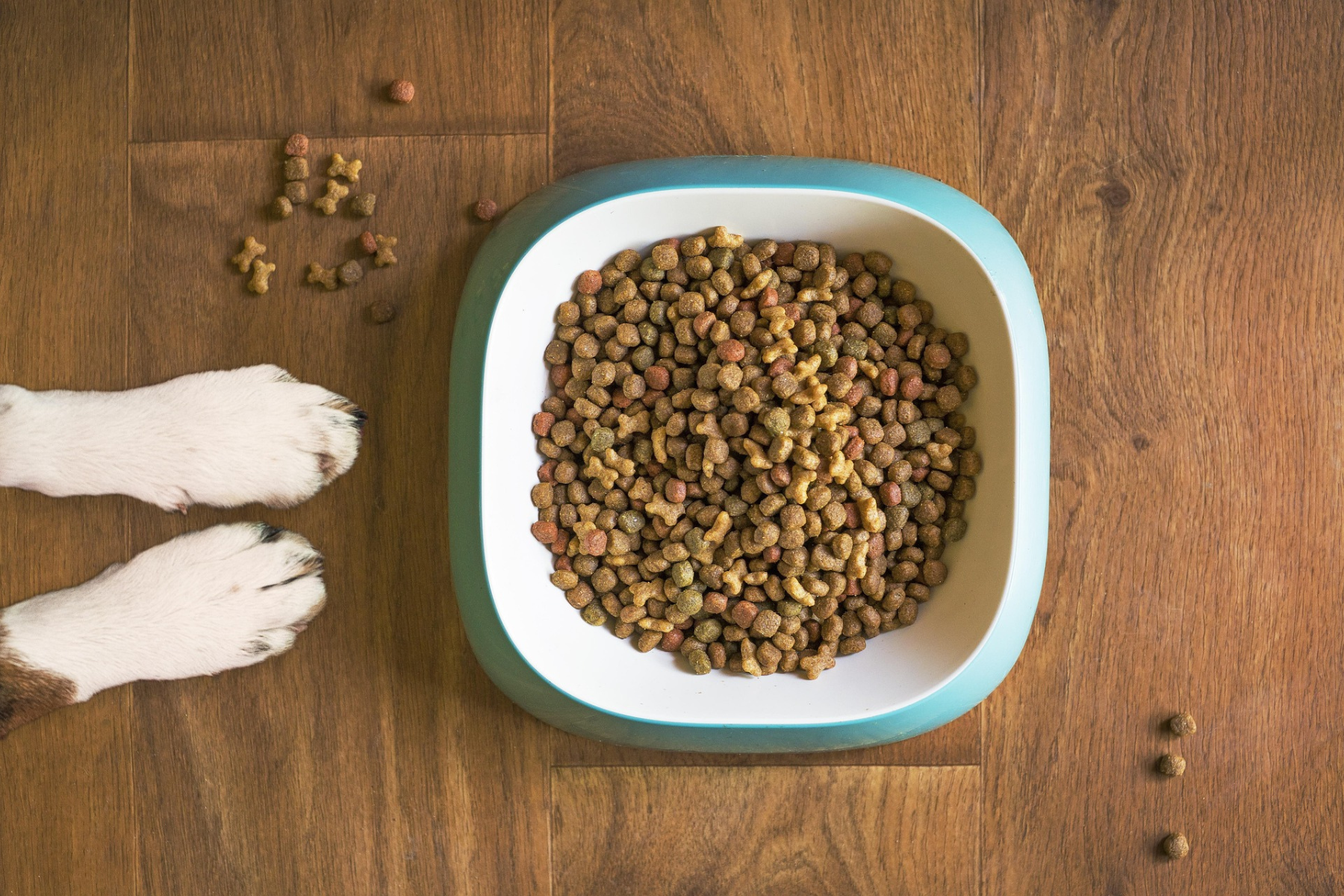 Woran erkennt man hochwertiges Hundefutter?