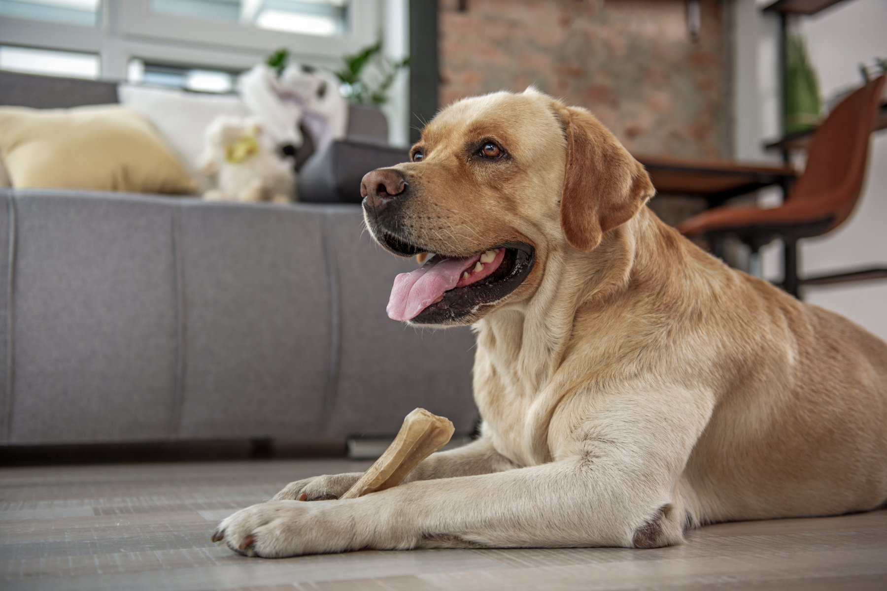 Welche Kausnacks sind sicher für Hunde?