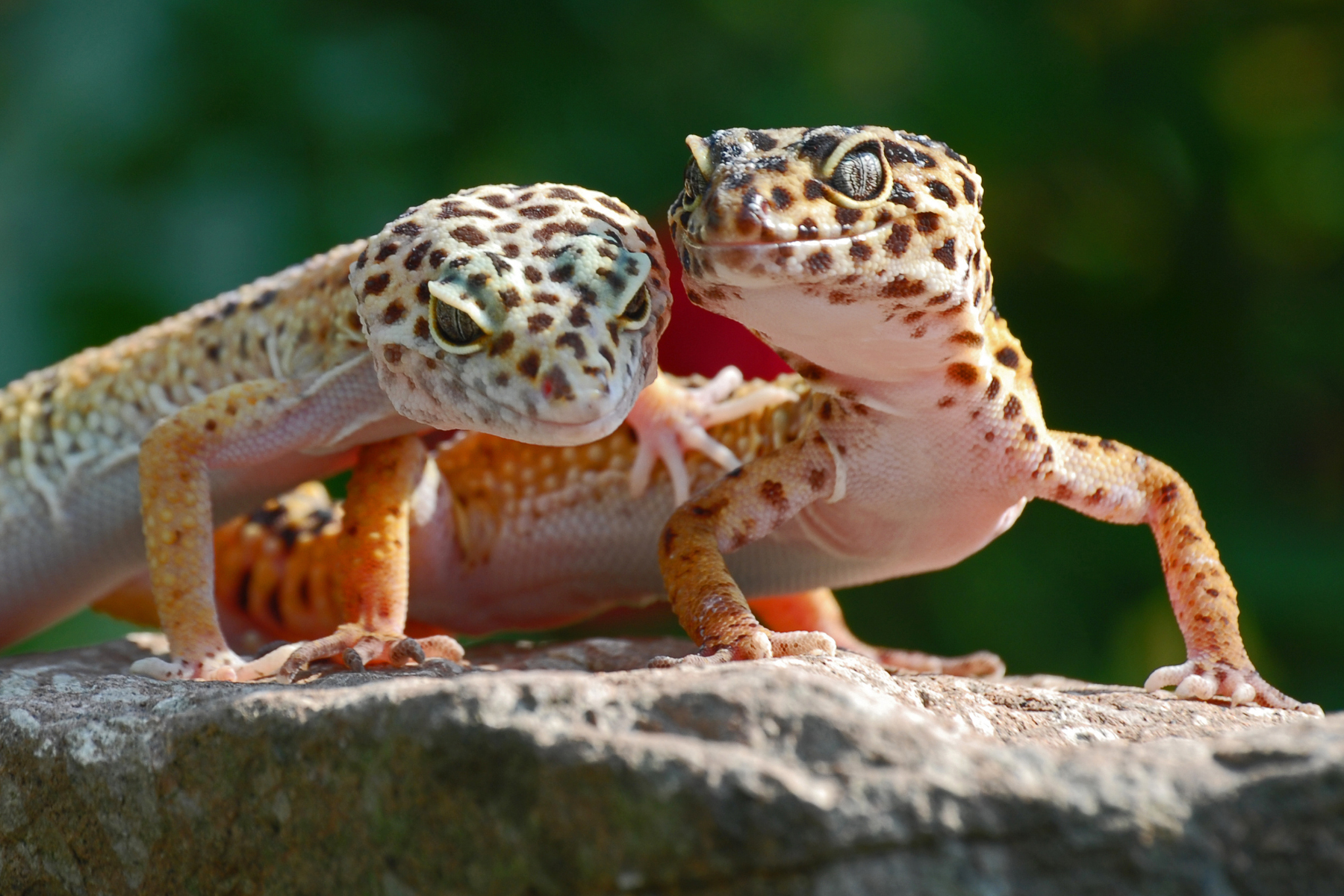 Leopardgeckos & getrocknete Insekten: Sinnvoll als Snack?
