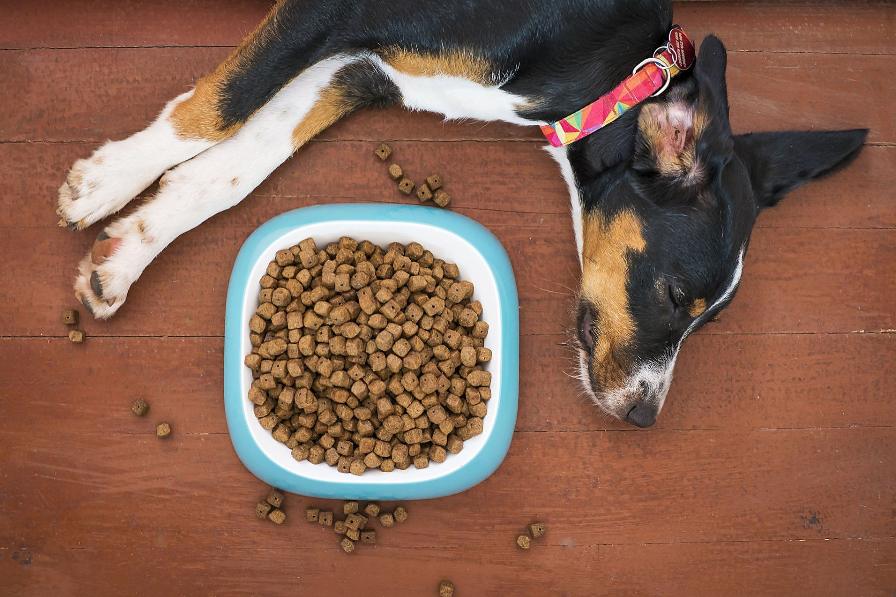 Was ist das beste Futter für meinen Hund?