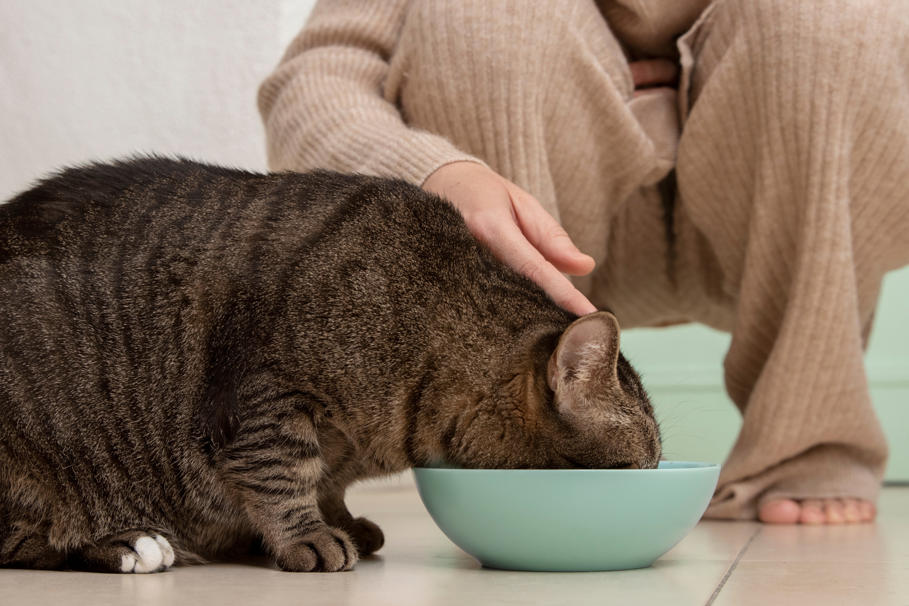 Wie oft soll ich meine Katze füttern?