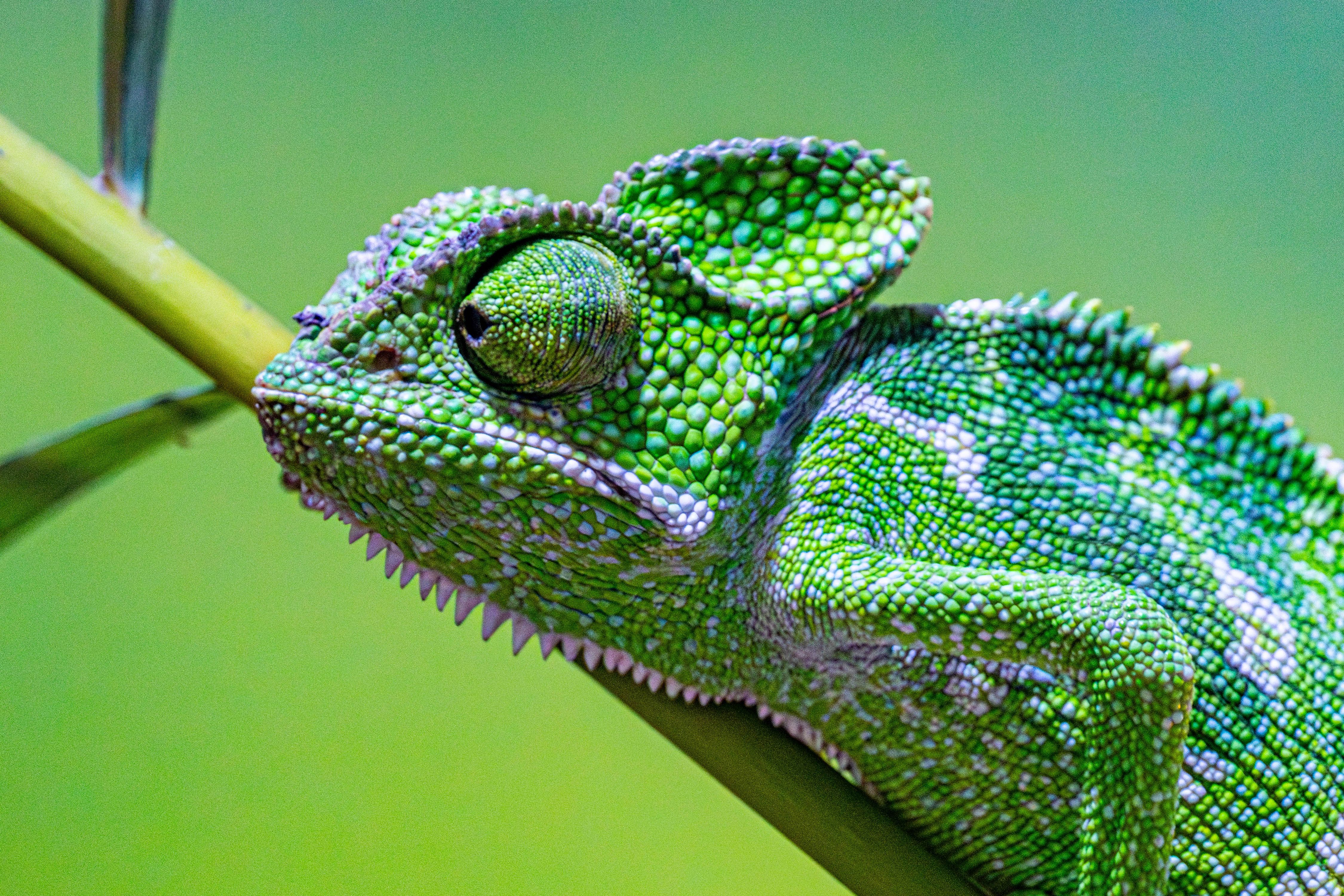 Dürfen Reptilien getrocknete Insekten fressen?