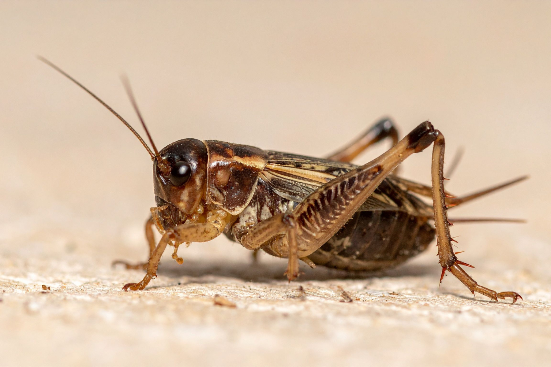 Wie oft getrocknete Insekten füttern?