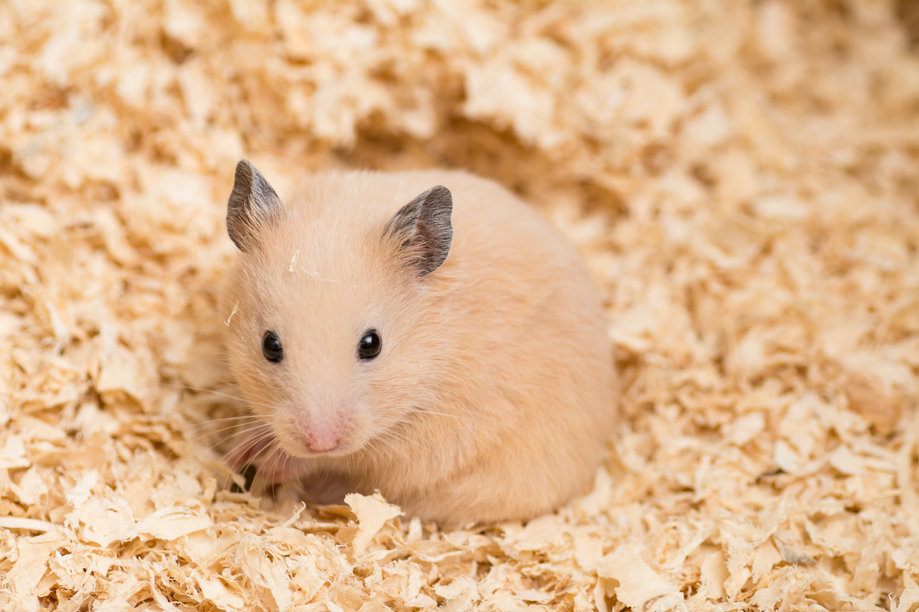 Sind Mehlwürmer gut für Nager?