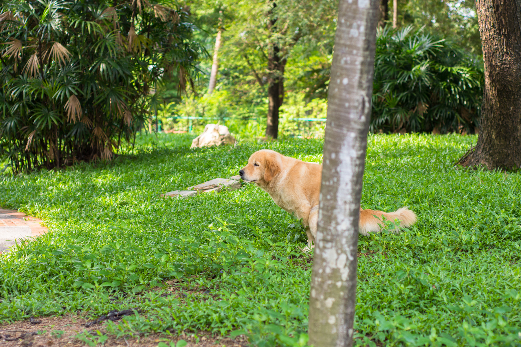 Hund hat Durchfall nach Futterwechsel? Das hilft!