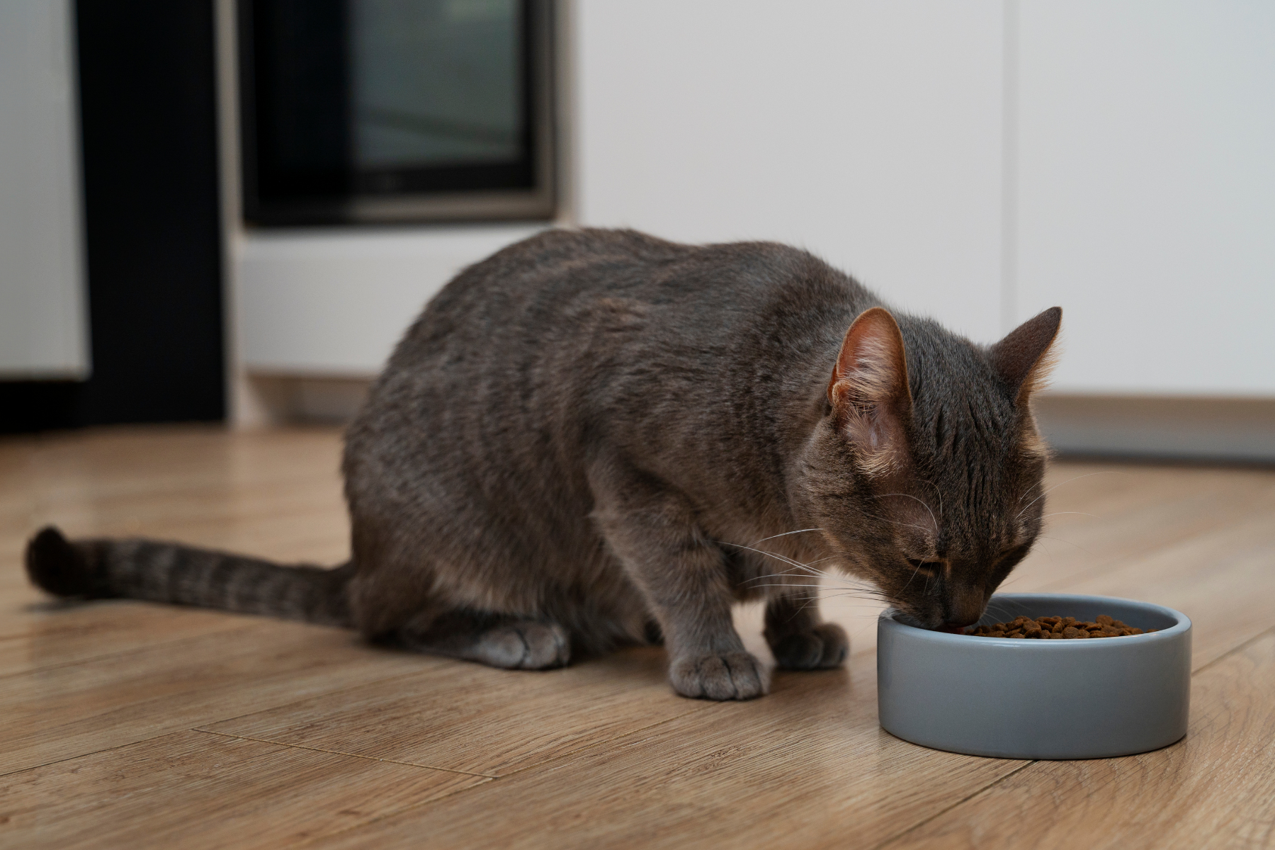 Welches Katzenfutter bei empfindlichem Magen?
