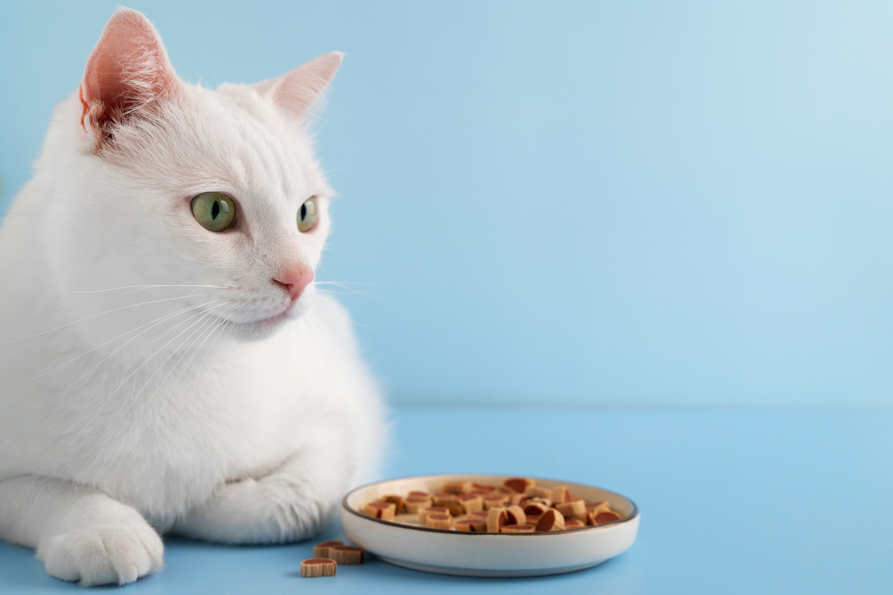 Wie erkenne ich gutes Katzenfutter?