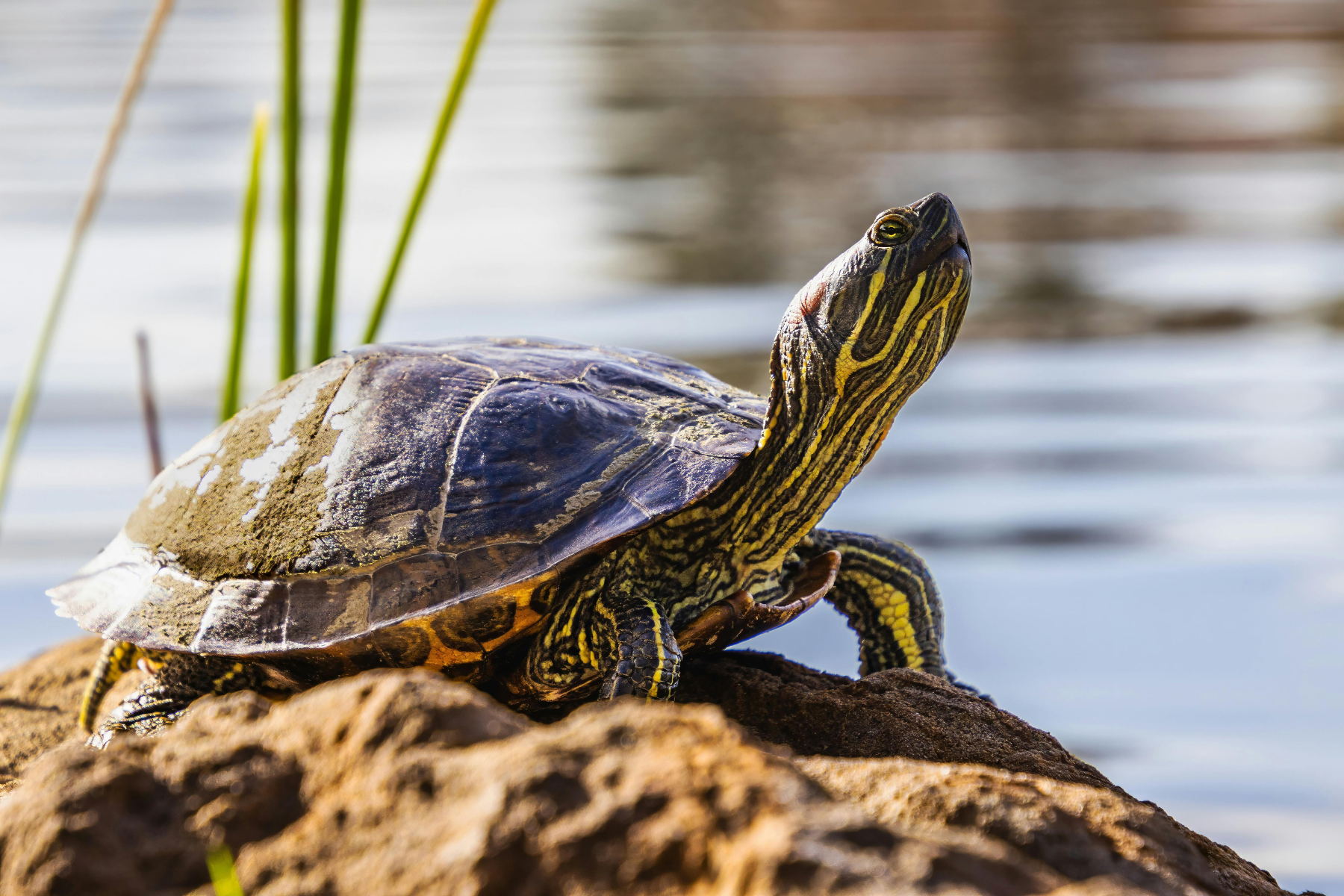Getrocknete Insekten für Wasserschildkröten?