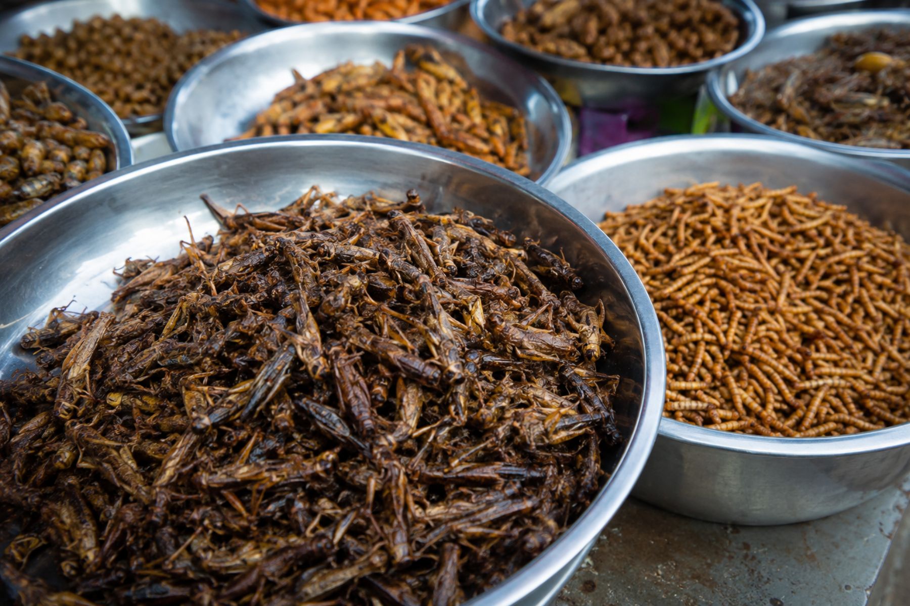 Haben getrocknete Insekten genug Protein?