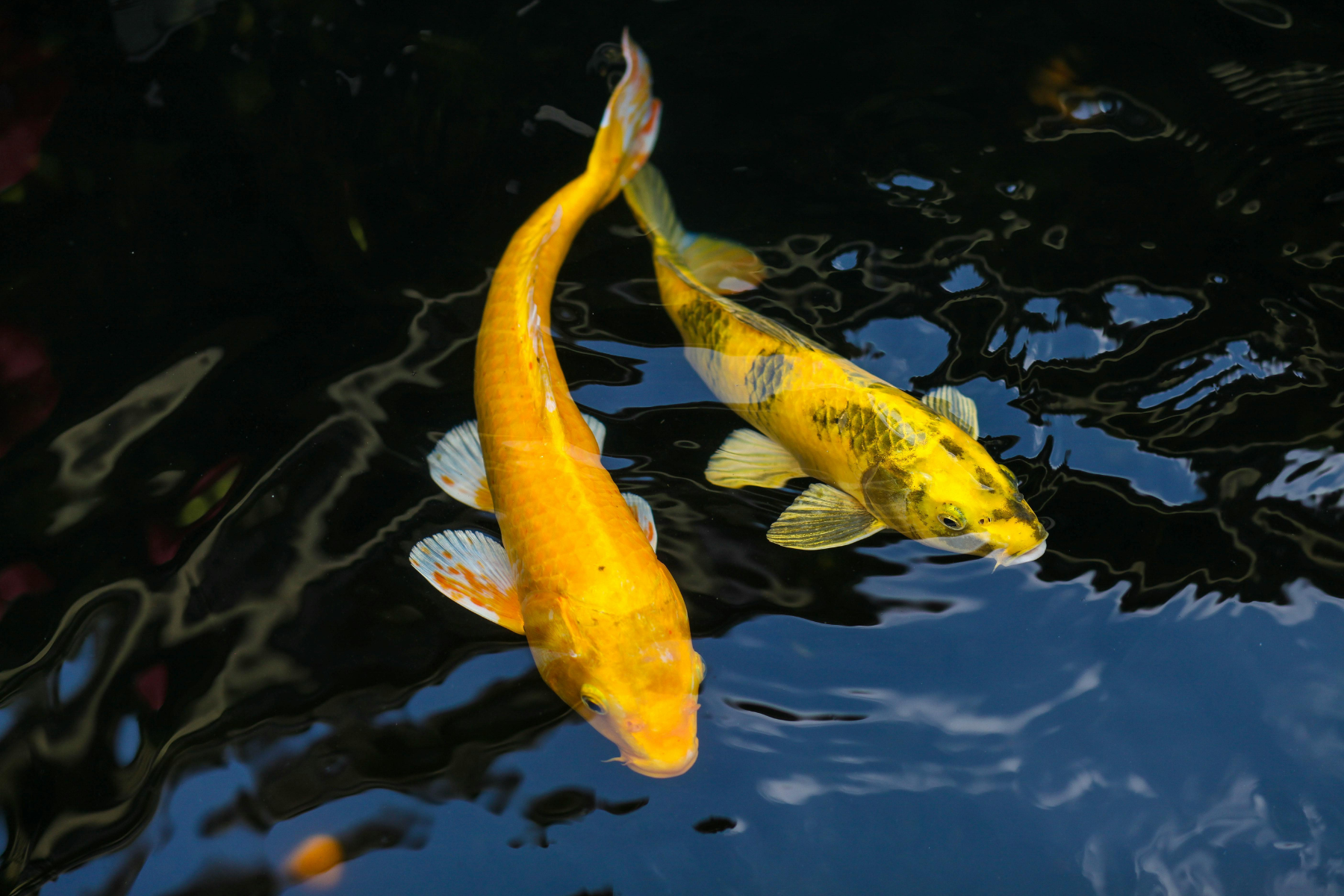 Koi & Goldfischfutter: Welches Teichfutter ist das beste?