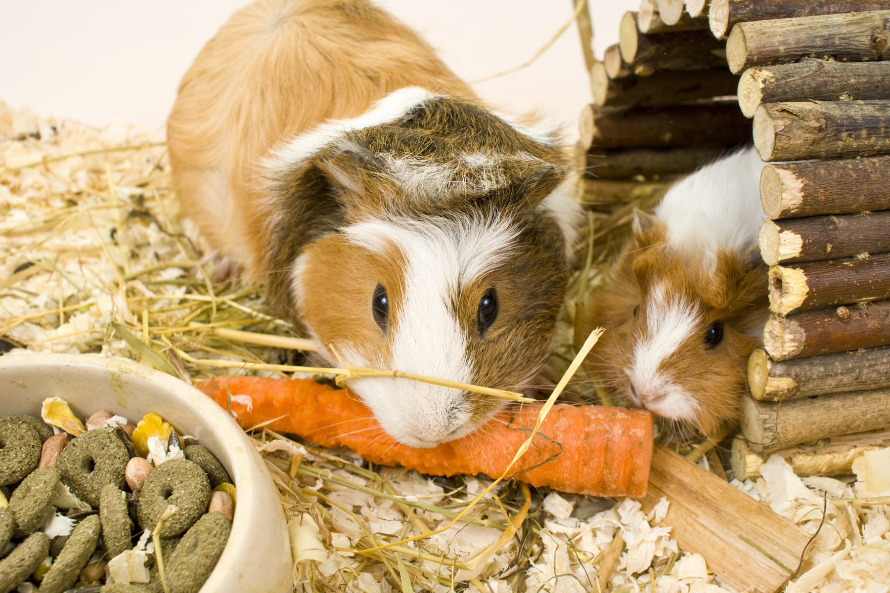 Brauchen Meerschweinchen Vitamin C? | Lyra Pet Ratgeber