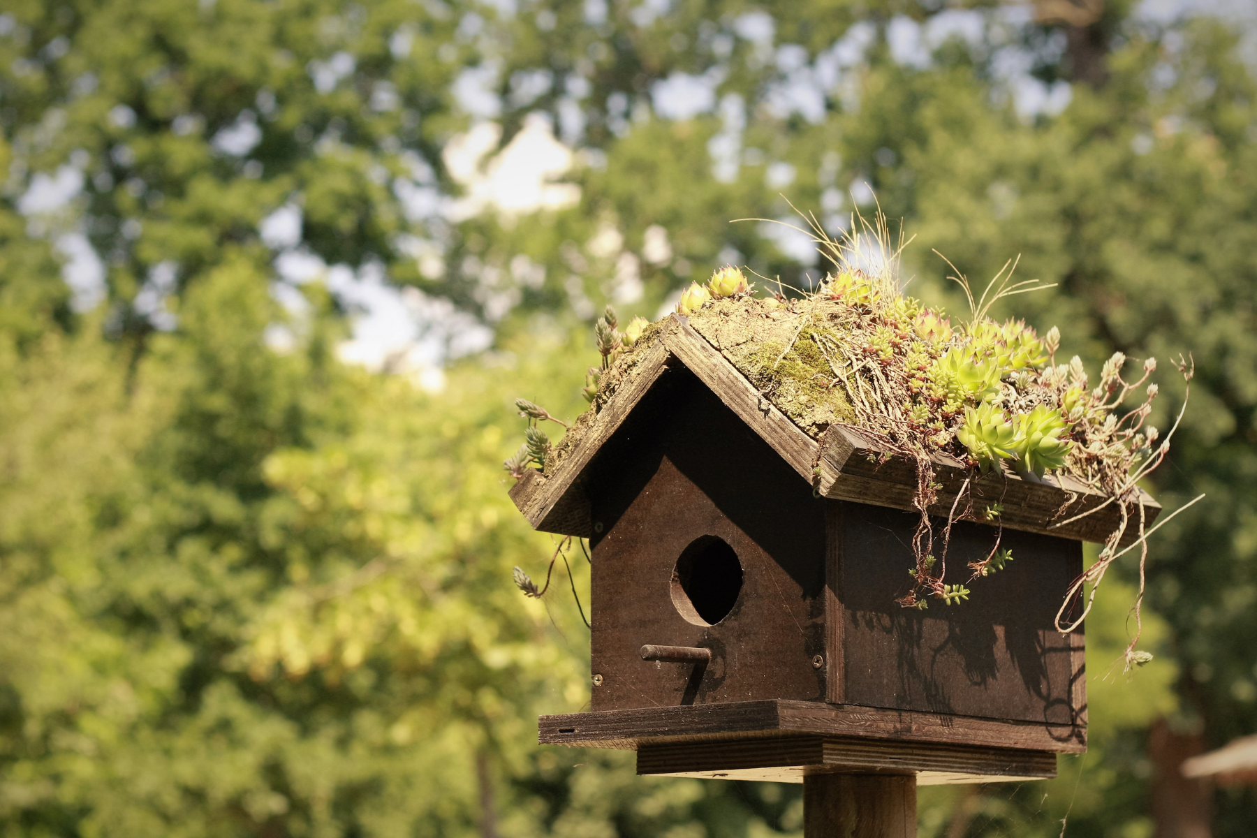 Wo stellt man ein Vogelhaus am besten auf?