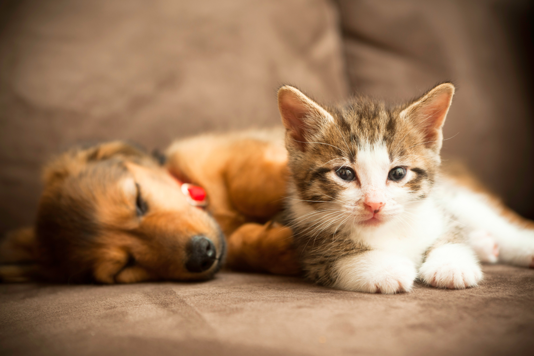 Welches Zeckenmittel für Welpen & Kitten?