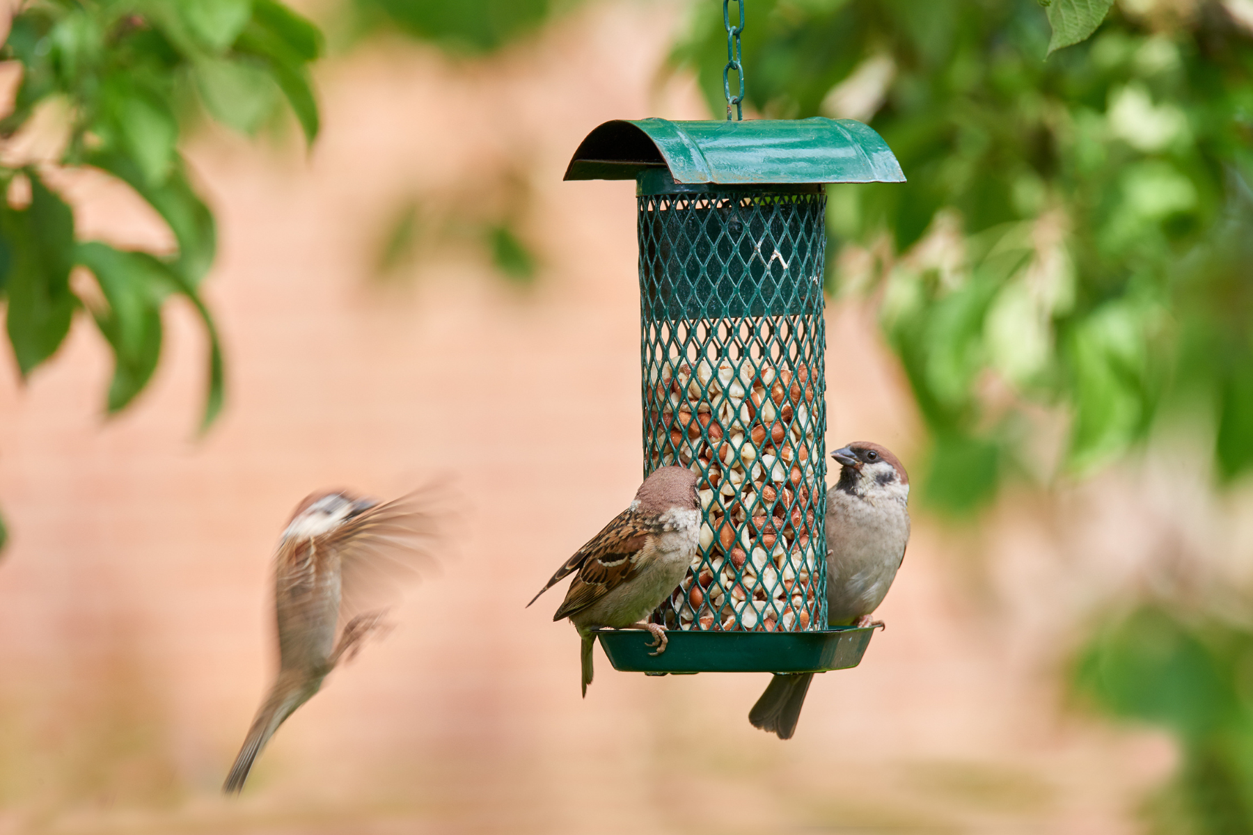 Soll man im Sommer Wildvögel füttern?