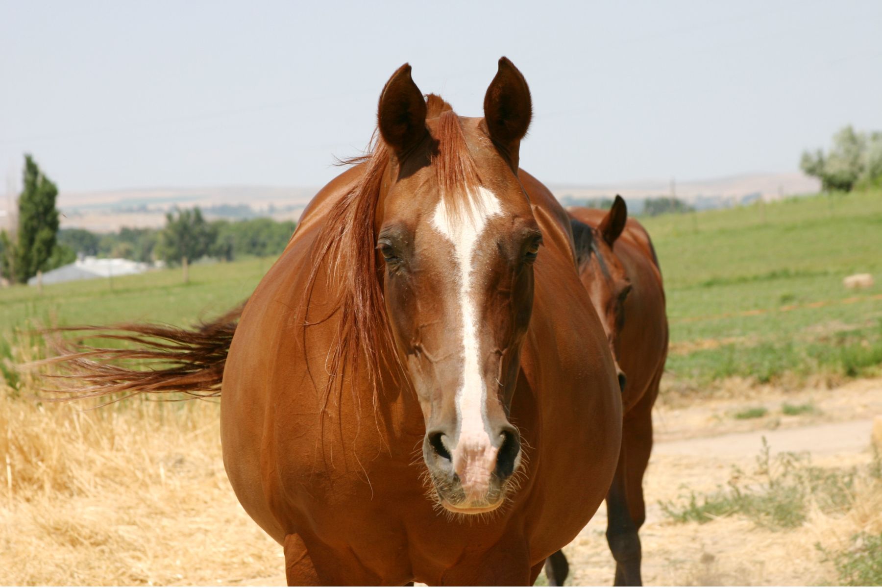 Mein Pferd ist zu dick. Was füttern bei Übergewicht?
