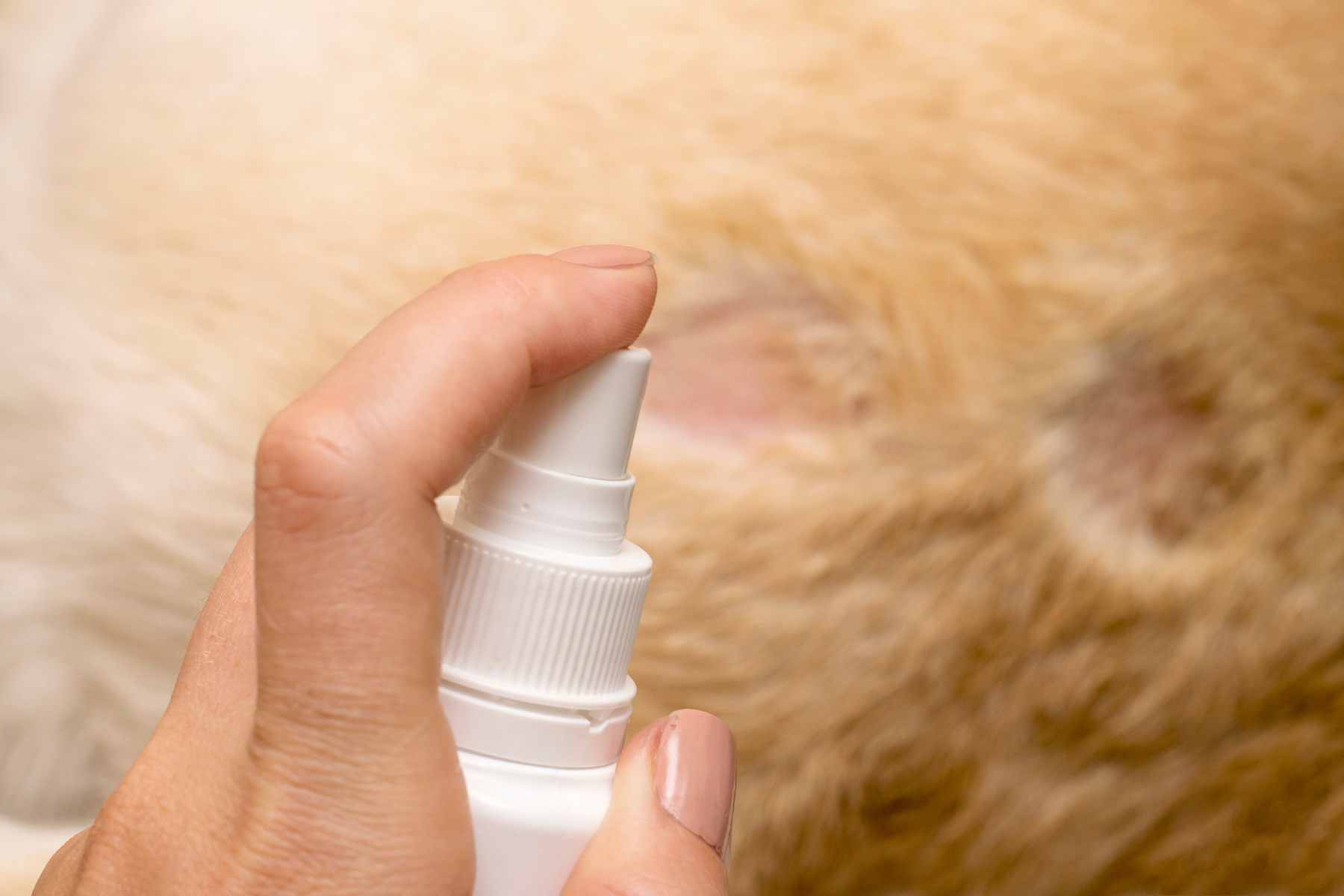 Welches Zecken- und Flohmittel bei empfindlicher Tierhaut?