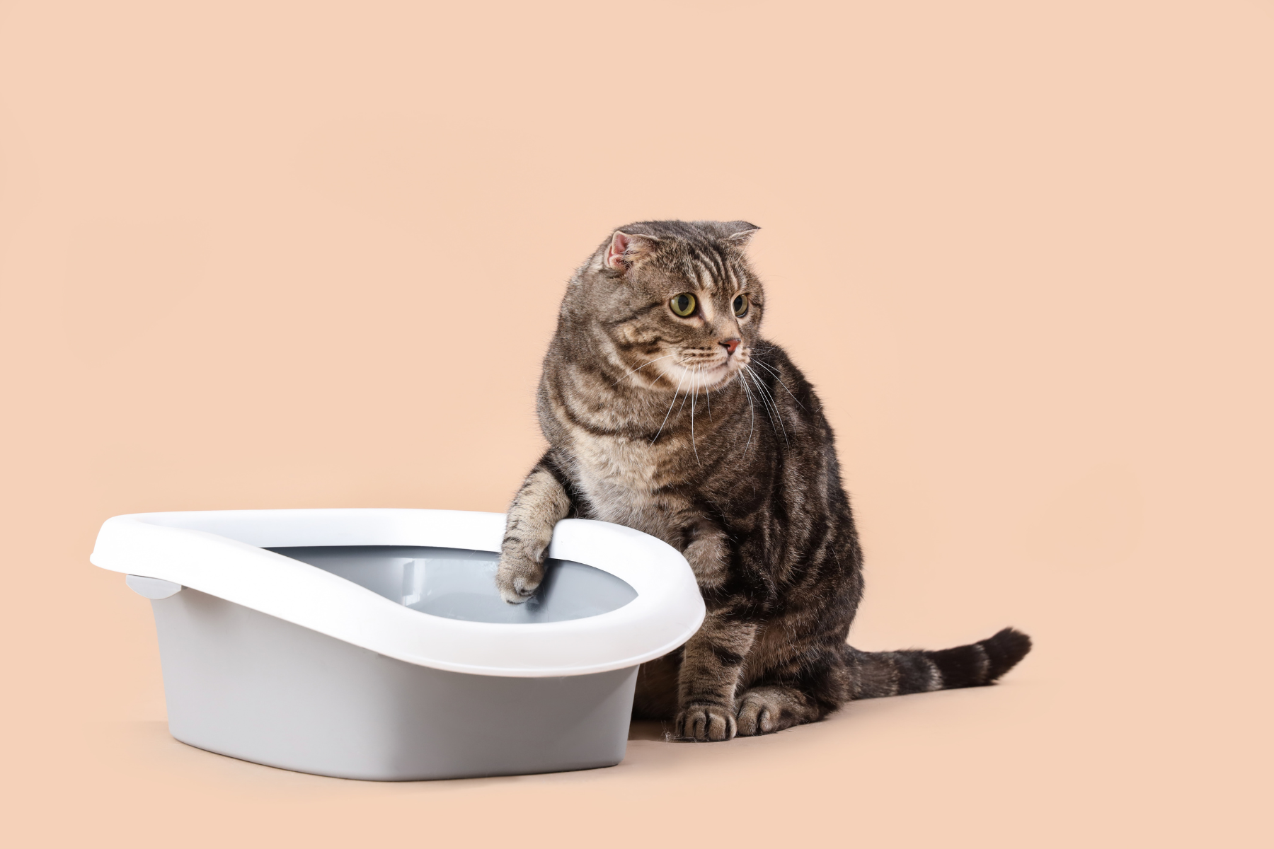 Welche Katzenstreu staubt wenig? Der Vergleich