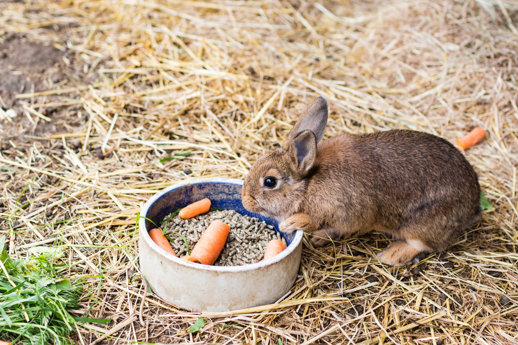 Was dürfen Kaninchen fressen? Ernährungstipps | Lyra Pet