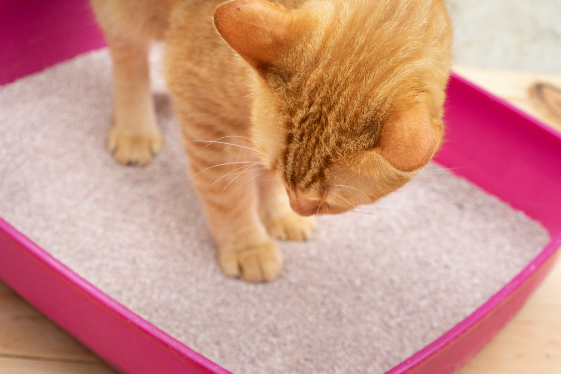 Welches Katzenstreu stinkt nicht? Tipps für Geruchskontrolle