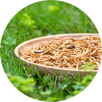 Insectes pour oiseaux