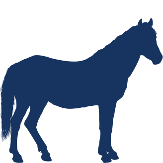 Paard