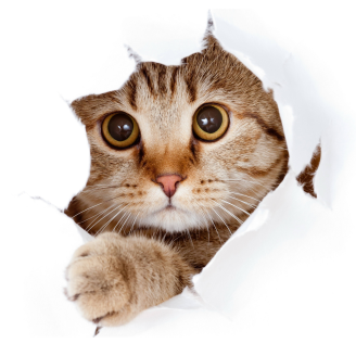 Katze