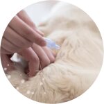 Anti-puces et tiques