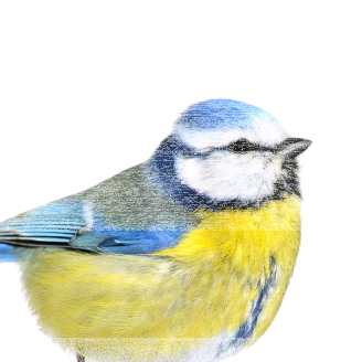 Vogel