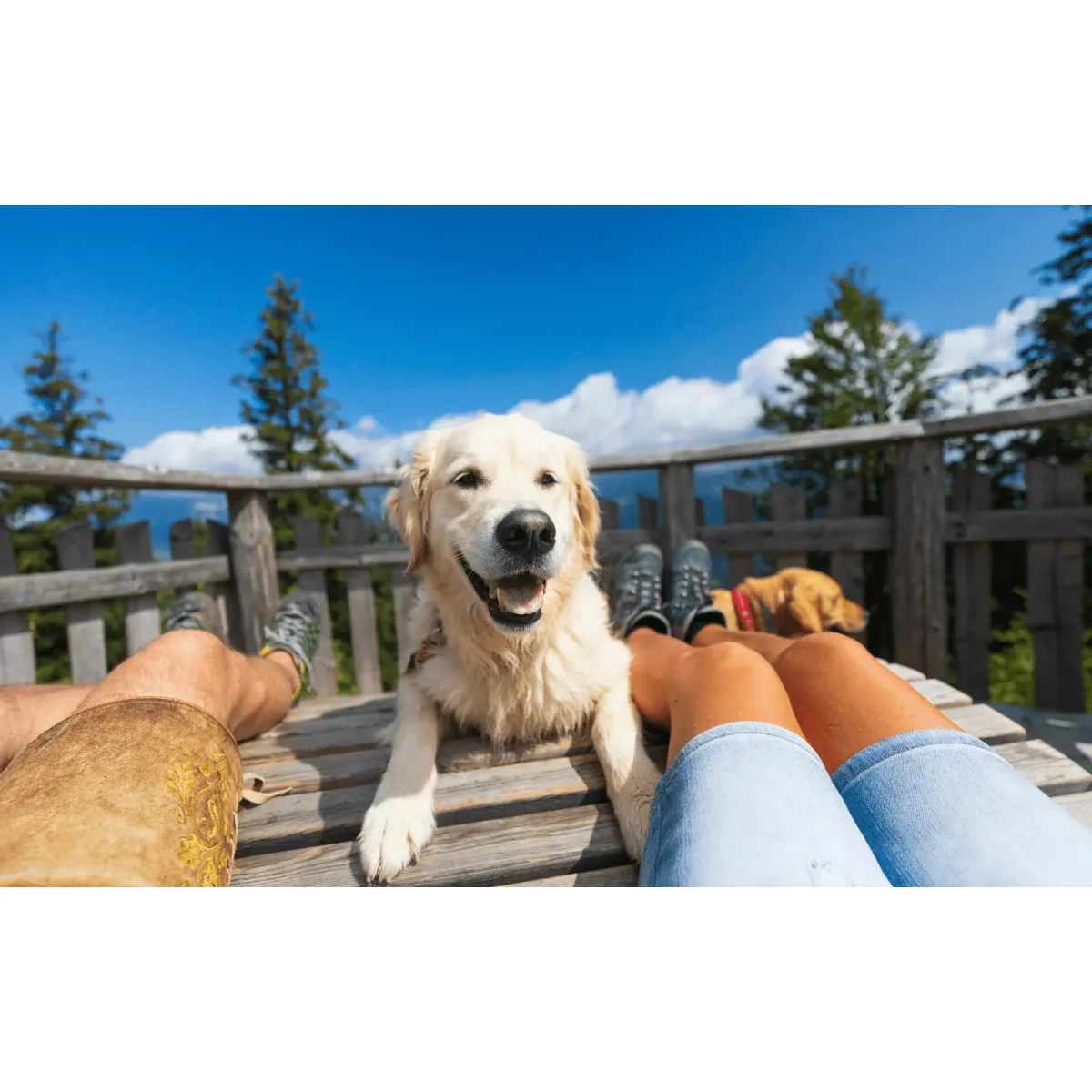 So planen Sie den perfekten Urlaub mit Ihrem tierischen Liebling - Lyra Pet® | wie gestalte ich den perfekten Urlaub mit Hund | Pfingsten