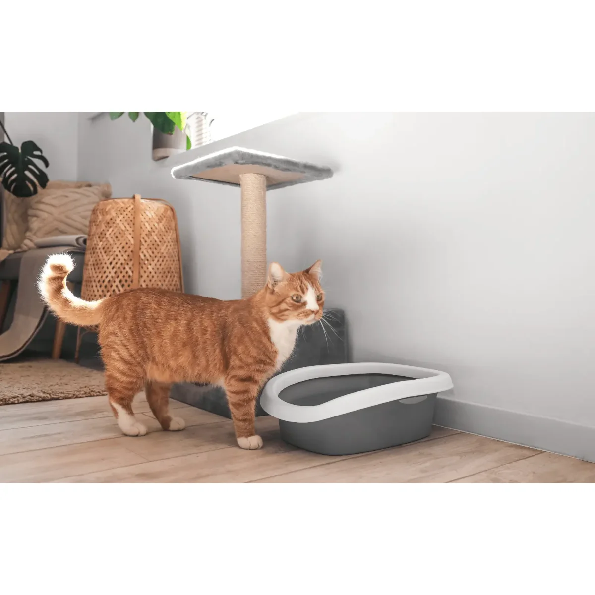 Welches Katzenstreu ist das Beste ? - Das passende Katzenstreu für meine Katze | Lyra-pet.de