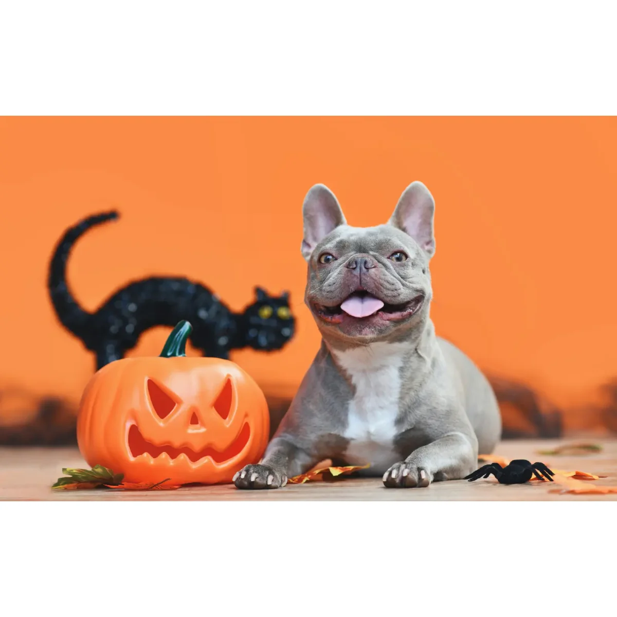Halloween mit Haustieren: Tipps für ein sicheres und spaßiges Fest! - Halloween mit Haustieren: Tipps für ein sicheres und spaßiges Fest